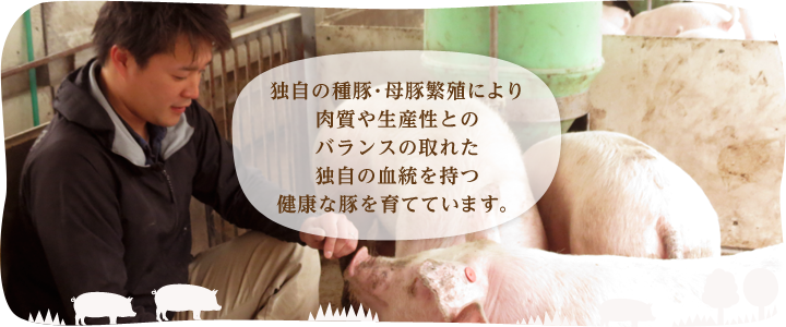独自の種豚・母豚繁殖により、肉質や生産性とのバランスの取れた、独自の血統を持つ健康な豚を育てています。