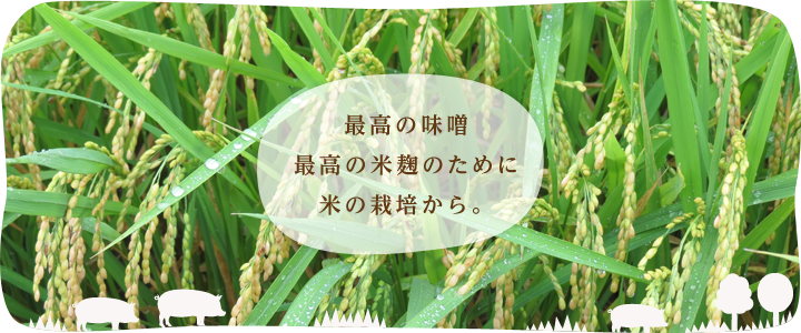 最高の味噌、最高の米麹のために、米の栽培から。